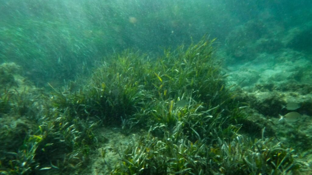 Principais benefícios da espirulina