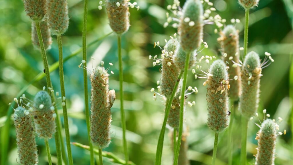 O que é Psyllium e para que serve o plantago ovata? 