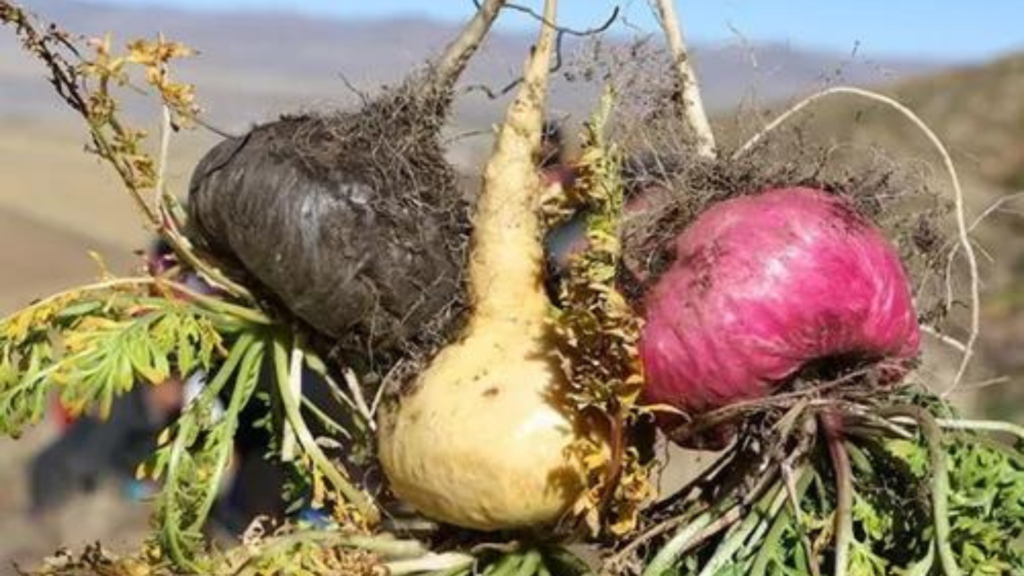 Maca Peruana Preta, vermelha e amarela: qual a diferença